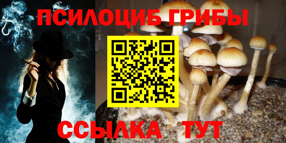 Гусиноозёрск  Псилоцибиновые грибы прущие грибы  Вход с VPN  Псилоцибиновые грибы Cubensis 